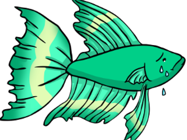Tropical Fish Clipart Betta Fish - Tropical Fish Clipart Betta Fish (640x480)