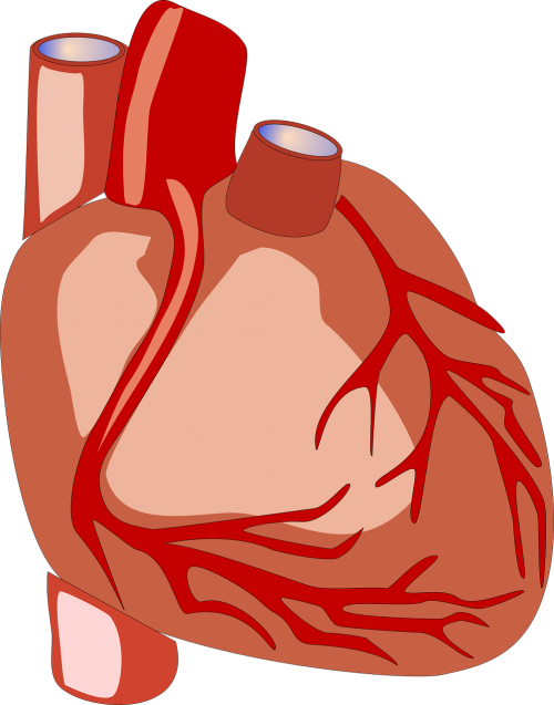 Heart,human - Human Heart Png Gif (500x637)