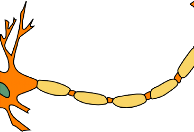Neuron Clipart Clip Art - Motor Neuron Not Labeled (640x480)