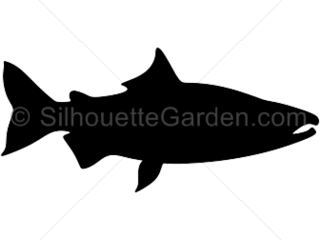Salmon Clipart Knowledge - Walleye (640x480)