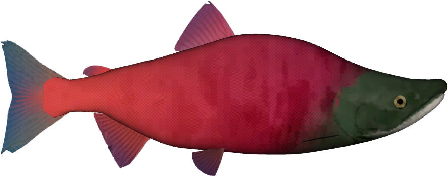 Sockeye Salmon Png Clip Art Free - Sockeye Salmon (886x886)