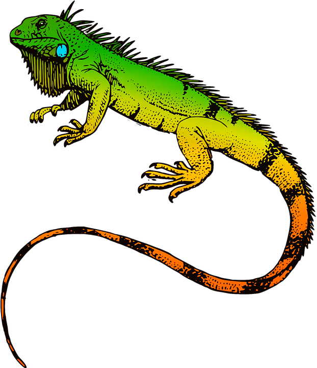 Iguana Png Transparent Iguana Images - Green Iguana Oval Ornament (683x720)