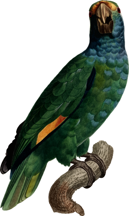 Art Painting Retro Style Macaw Budgerigar - Parrot (447x750)