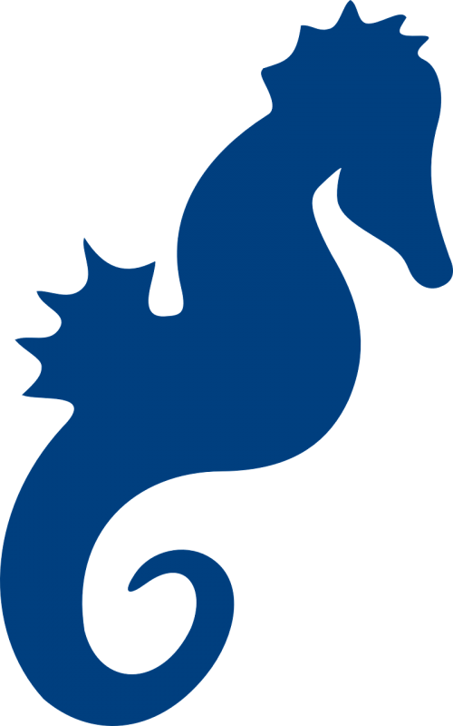 Seahorse,sea Life,ocean,marine - Imagem De Cavalo Marinho Png (500x800)