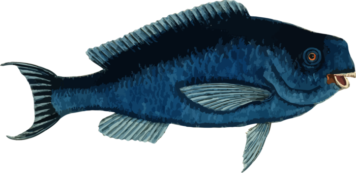 Blue Parrotfish Tropical Fish Atlantic Blue Marlin - Blue Parrotfish Art (700x340)
