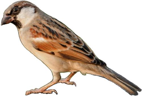 Swamp Sparrow Clipart Transparent Background - Sparrow Png (500x340)