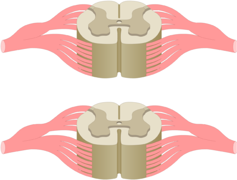 Cross Section Of The Spinal Cord Showing 2 Lumbar Segments, - Spinal Cord (770x481)