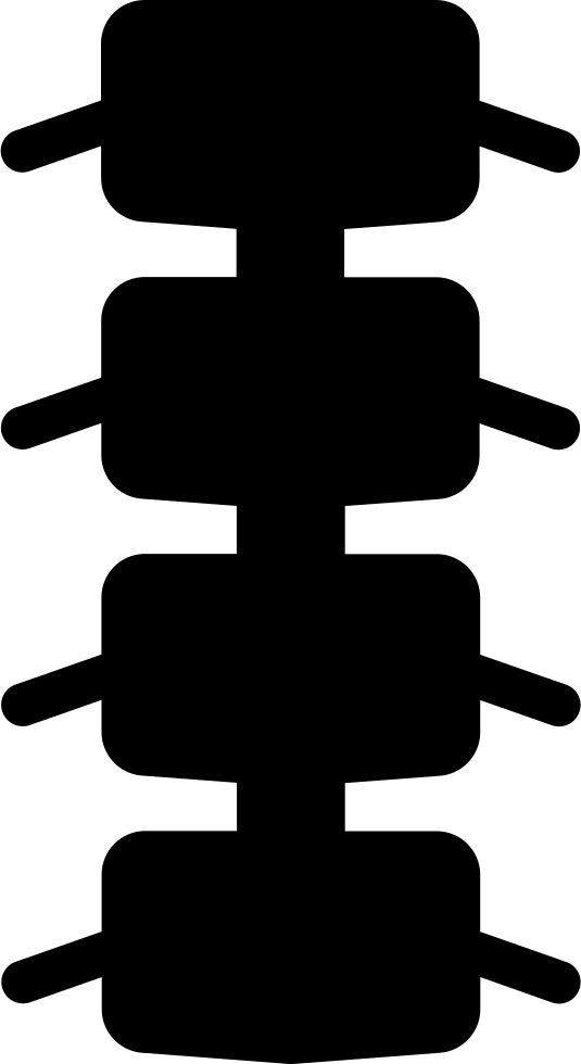 Spinal Bones Comments - Vertebral Column (535x980)