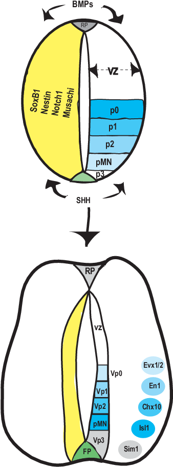 Regionalization Of The Vertebrate Spinal Cord - Regionalization Of The Vertebrate Spinal Cord (349x923)