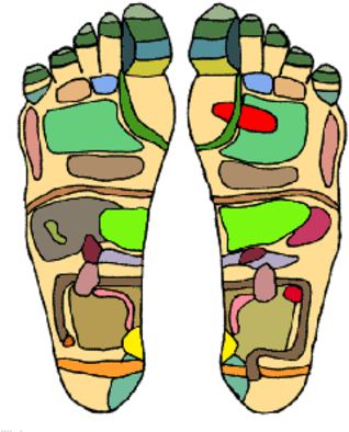 An Example Of A Reflexology Chart, Demonstrating The - Reflexology Pressure Points (330x416)