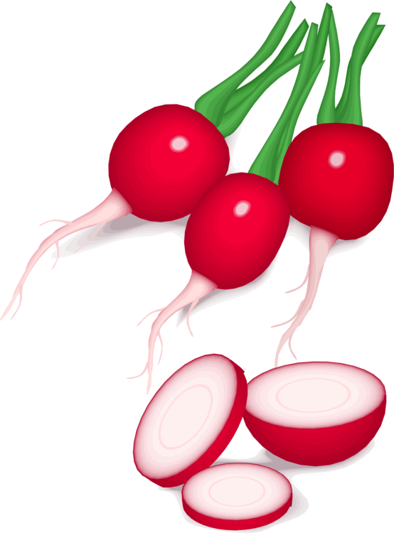All Photo Png Clipart - Radishes Clipart (554x750)