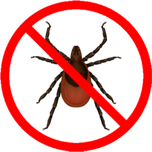 Ixodes Scapularis Deer Tick (512x512)