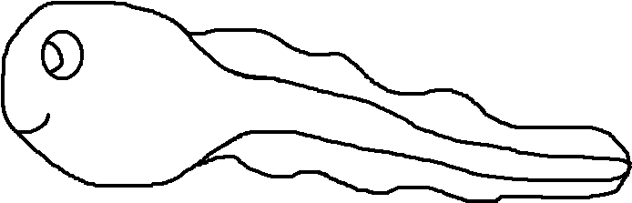 Tadpole Clip Art - Graphics (706x261)