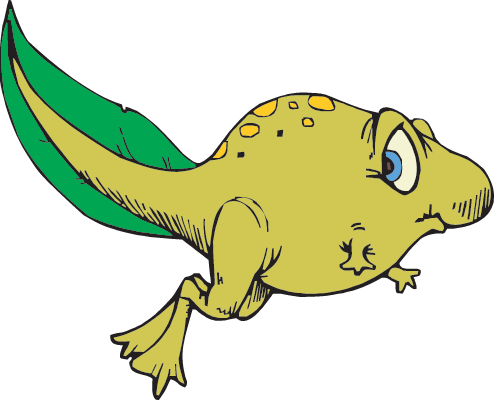 Tadpole Clipart Amphibian - Tadpole (494x400)