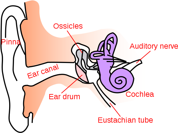 Noise Clipart Ear Sound - Simple Anatomy Of Ear (600x455)