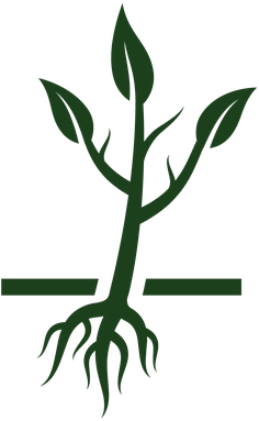 Image Stock Cycle The Arts Image Pbs Learningmedia - Cycle Of Tree Growth (334x399)