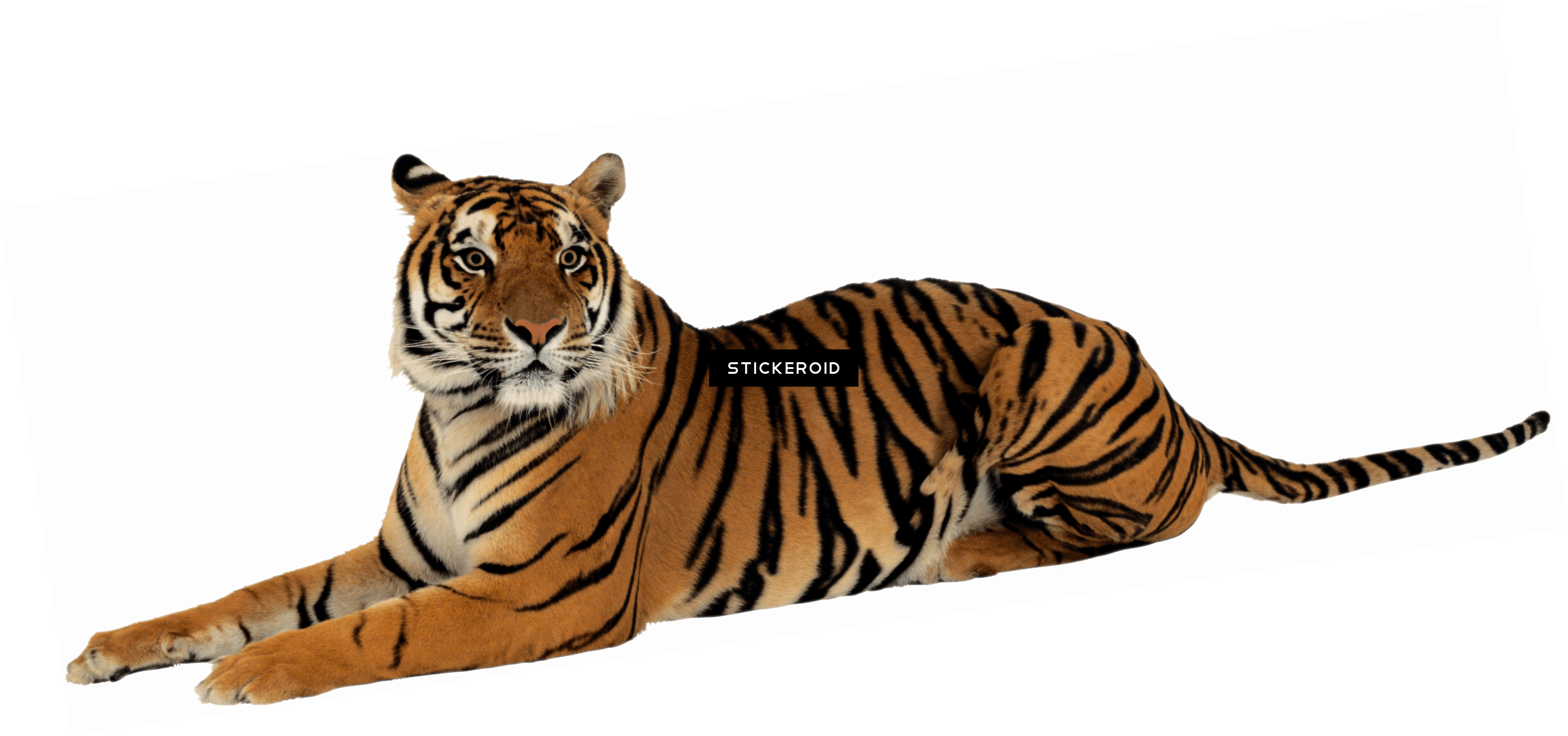 Tiger - Imagem Tigre Png (3779x1774)