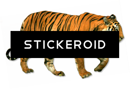 Chinese Horoscope Tiger Sign Clipart - Bengal Tiger (431x296)
