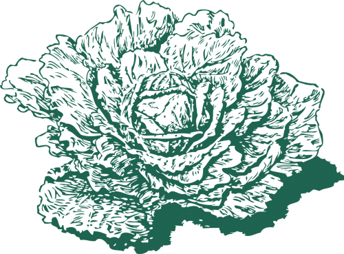 Cabbage Drawing Botanical Png (500x369)