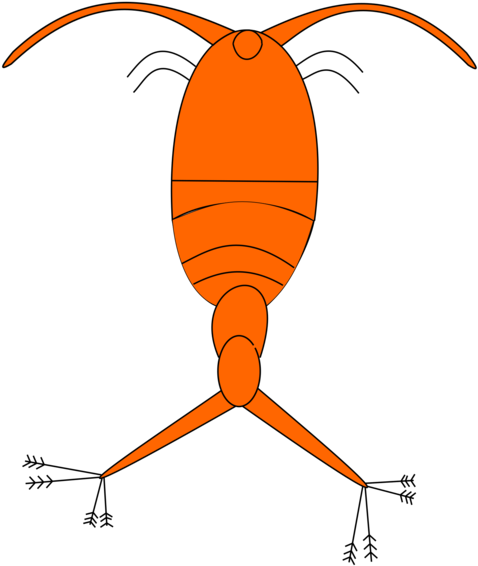 Plankton And Karen Zooplankton Phytoplankton Copepod - Copepodo Png (530x750)