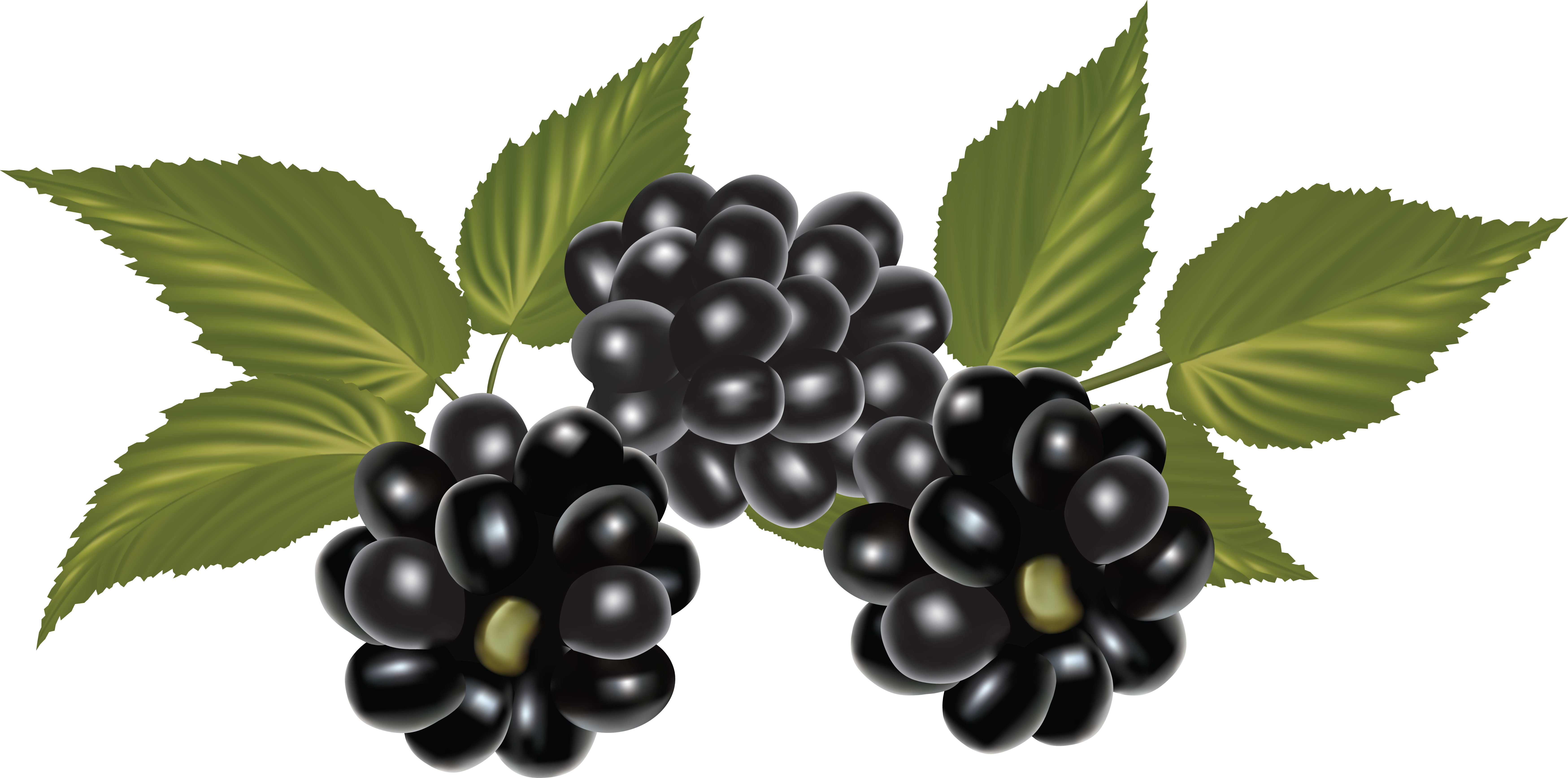 Blackberry, Clip Art, Blackberries, Rich Brunette, - Blackberry Png (6994x3470)