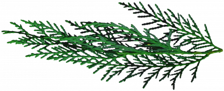 Oregonian Pine Branch - Digital Scrapbooking (456x456)