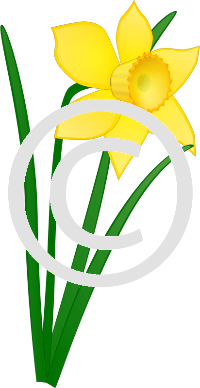 Daffodil - Png - Welsh Daffodil Clip Art (412x800)