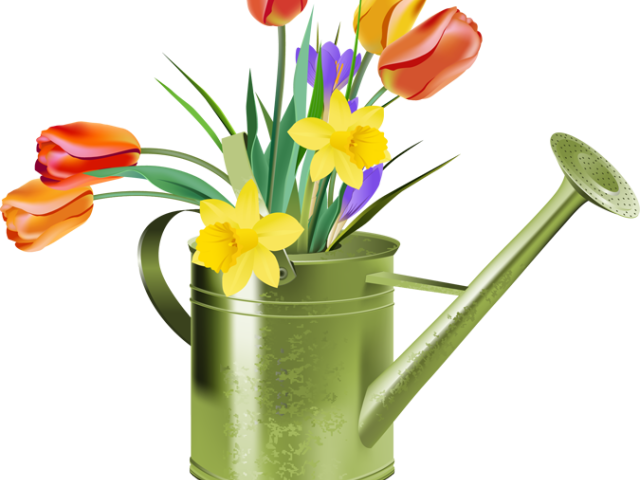 Daffodils Clipart Different Flower - Tulip (640x480)
