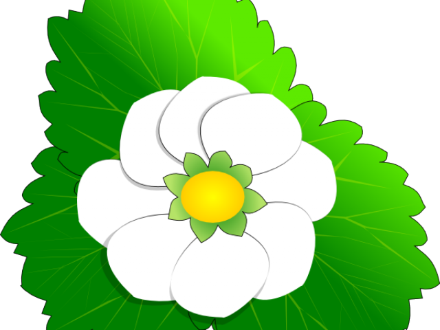 Daffodils Clipart Sampaguita - Flower Clip Art (640x480)