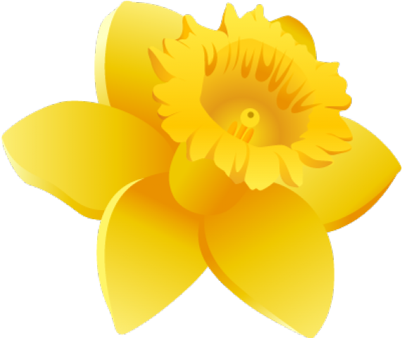 Daffodils Clipart Wales - Narcissus (640x480)