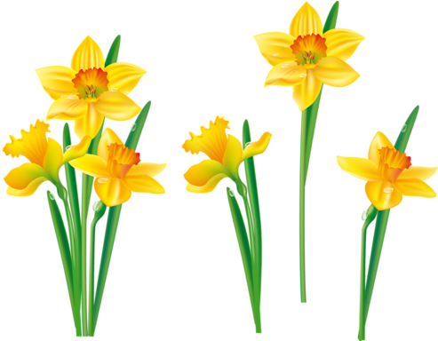 Read It - Daffodils Flower Clipart (500x383)