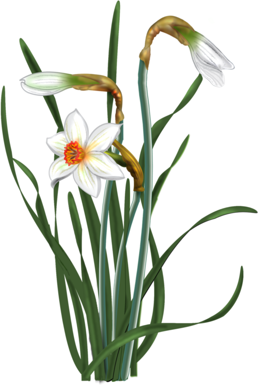 Нарциссы Пнг Вектор (532x761)