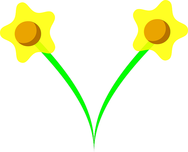 Download Daffodil Drawing Graphic Arts - Cartoon Daffodils (640x517)
