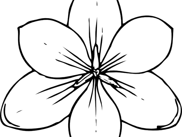 Daffodils Clipart Pumpkin Flower - Pumpkin Flower Coloring Pages (640x480)