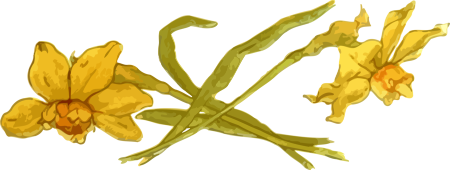 Daffodil Petal Bulb Flowering Plant Drawing - Daffodil (901x340)