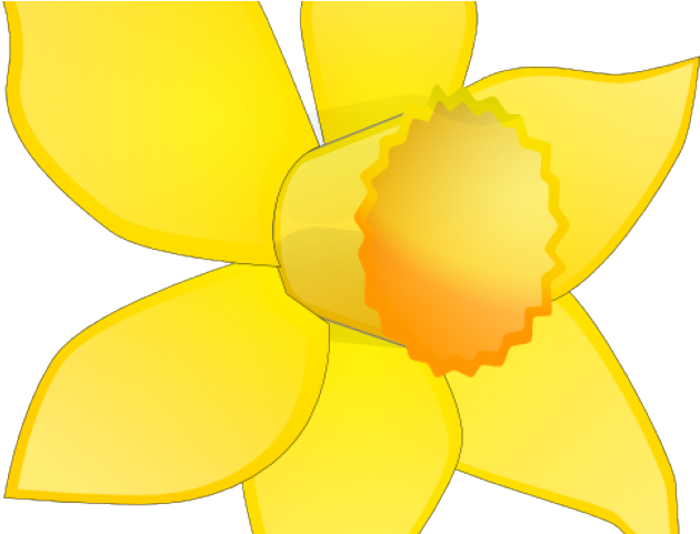 Daffodil Clipart Dafodil - Cattleya (640x480)