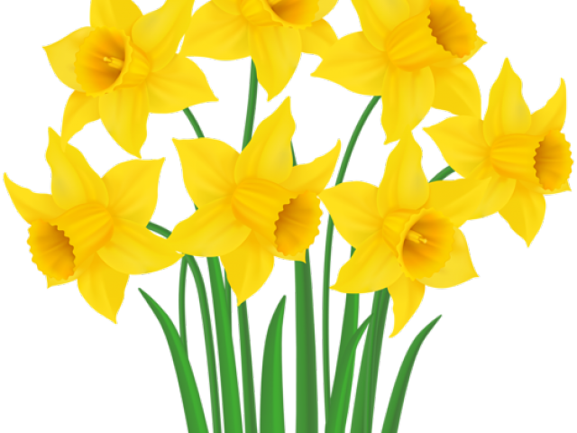 Daffodils Clipart - Daffodil Clip Art Png (640x480)