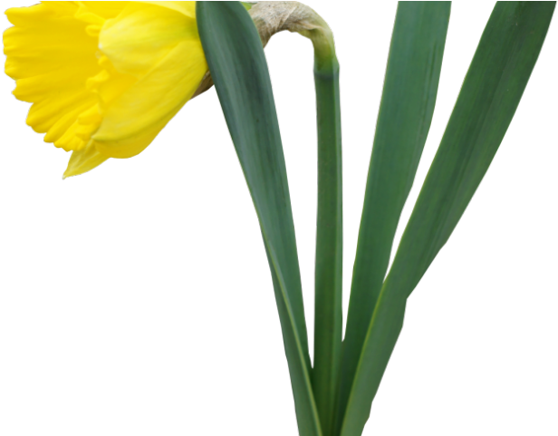 Daffodil Clipart Tulip - Daffodil Transparent (640x480)