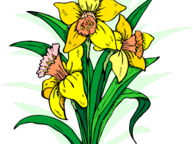 Daffodils Clipart Daffodil Day - Newent Town Fc Logo (640x480)