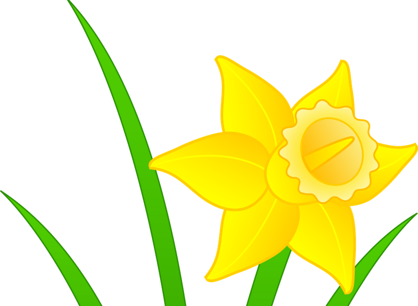 Daffodils Clipart Mothering Sunday - Clip Art Daffodil (861x630)