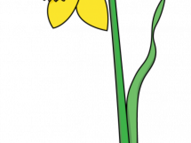 Daffodils Clipart Yellow Daffodil - Daffodils Clipart Yellow Daffodil (640x480)
