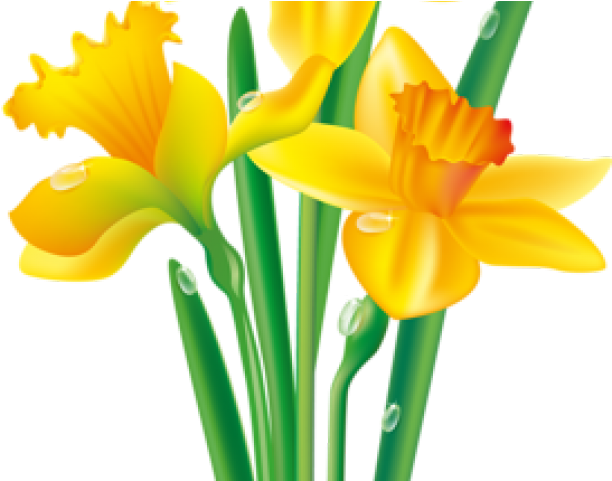 Daffodil Clipart Yellowflower - Daffodil Drawing No Background (640x480)