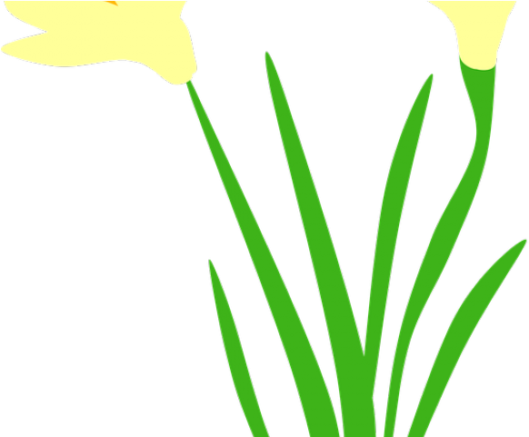 Daffodil Clipart Field Daffodil - .net (640x480)