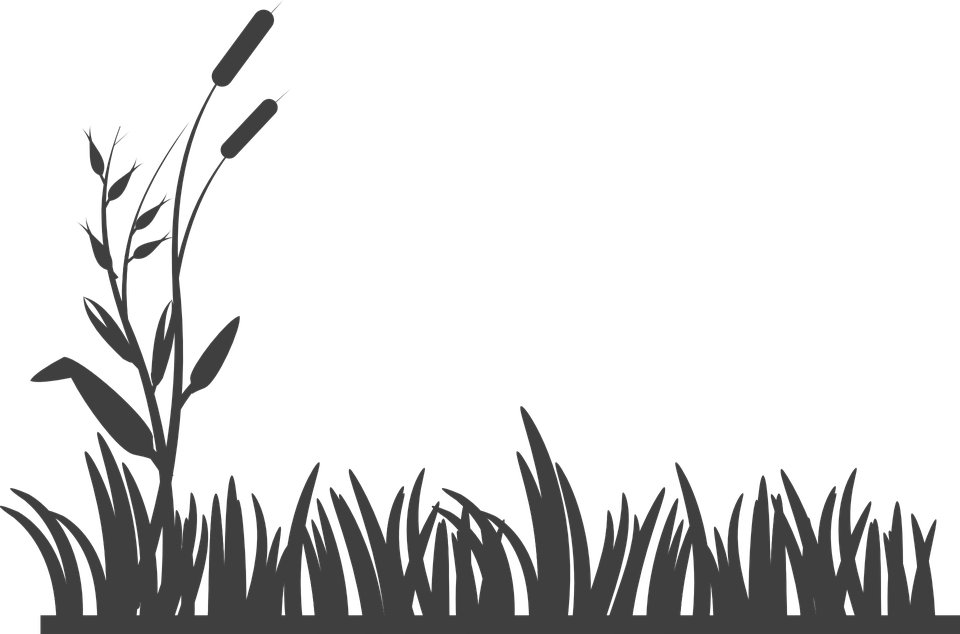 Free Image On Pixabay - Grass Black And White (960x634)