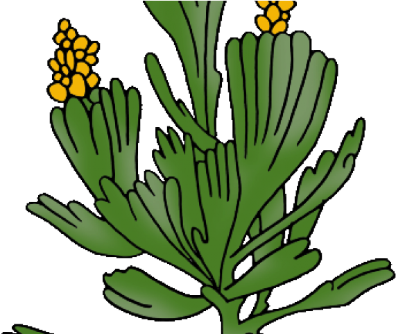 Nevada Clipart Nevada State - Sagebrush Drawing (640x480)