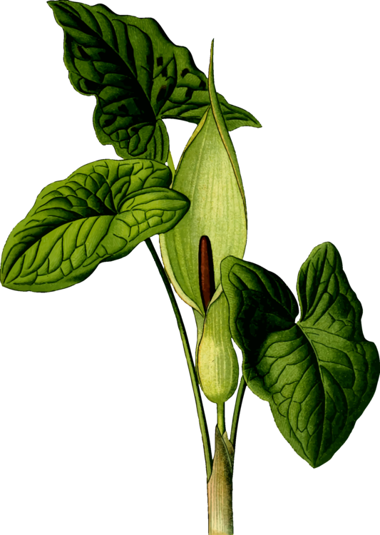 All Photo Png Clipart - Art Print: Vision Studio's Nature's Harvest Iv, 61x46cm. (533x750)