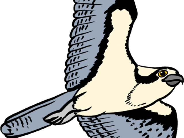 Osprey Clipart - Clip Art (640x480)
