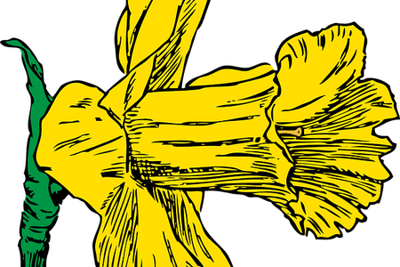 Daffodil Vector Simple - Daffodil Clip Art (450x300)