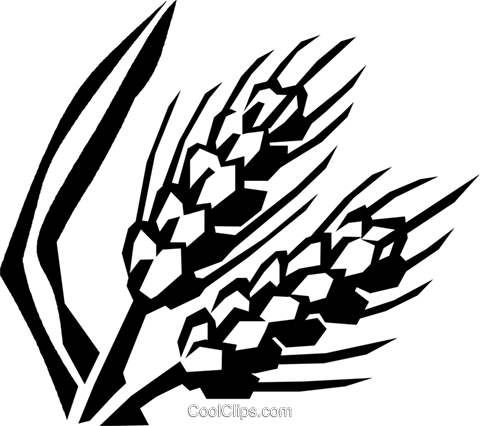 Unprocessed Grain Royalty Free Vector Clip Art Illustration - Strutt And Parker Farms (480x426)