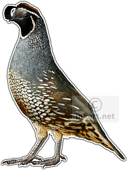 California Quail Line Art And - California Quail Oval Ornament (466x590)